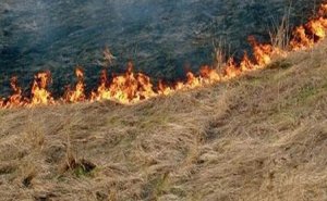 Yeni Ramanada 2 hektar quru ot sahəsi, 50 ədəd şam ağacı yanıb