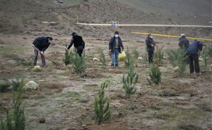 Qaradağda ağacəkmə aksiyası keçirilib