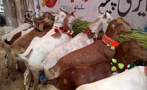 Sərxoş kişi dostunu QURBAN KƏSDI