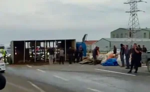 Təkəri partlayan yük maşını aşdı, qoyunlar yola töküldü -  VİDEO