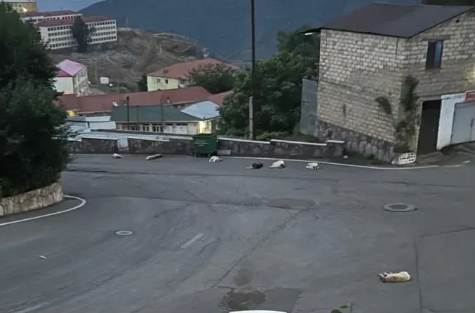 Daşkəsən küçələrində təhlükə: sahibsiz itlər dəstə ilə dolaşır - FOTO