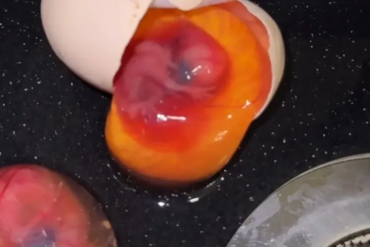 Yumurtanın içindən embrion çıxarsa, çeki atmayın! - XƏBƏRDARLIQ